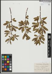 Foto von Salix alba L. x Salix fragilis L.